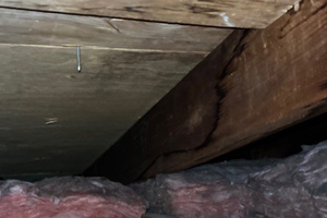 Active roof leak damaging the rafters