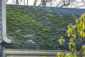 Moss growing on stained and water damaged shingles