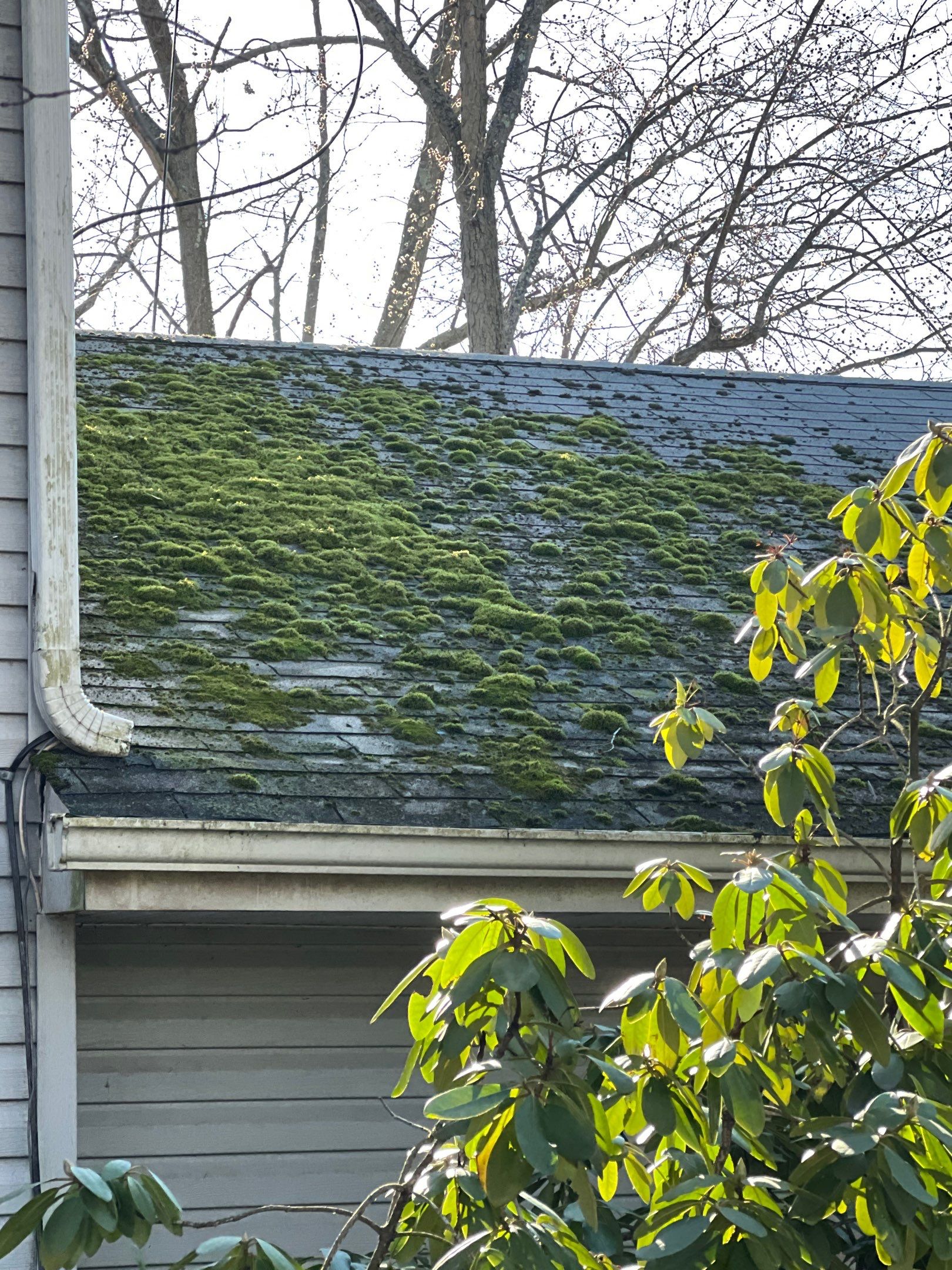 moss on roof