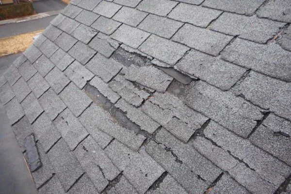 Close-up of hail-damaged asphalt shingles with missing granules and torn tabs, the kind of storm damage a roof inspection documents