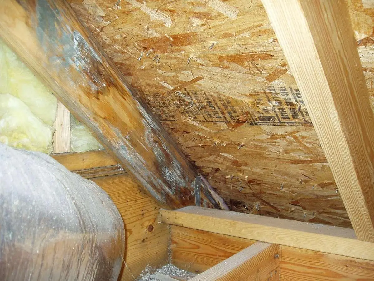 Water stains and mold darken attic roof decking next to the insulation below it.