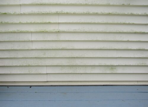 Algae growing on exterior vinyl siding
