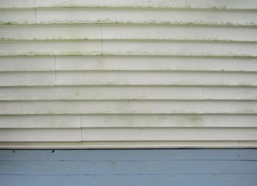 Algae growing on exterior vinyl siding