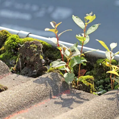 How Often to Clean Gutters