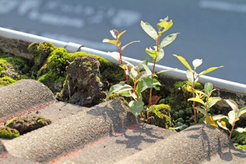 plants growing in gutter