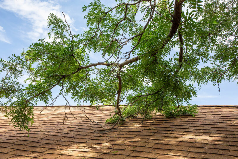 tree branch roof