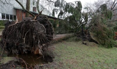 What to do When a Tree Falls on Your House