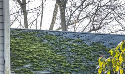 How To Remove Moss And Algae From Your Roof