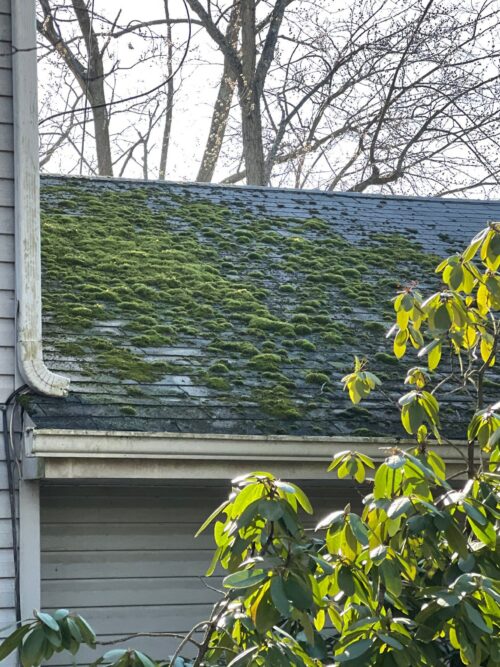 moss on roof
