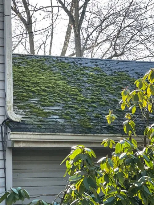 moss on roof